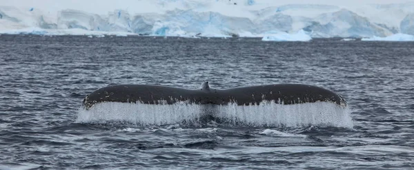 등에난 혹등고래 — 스톡 사진