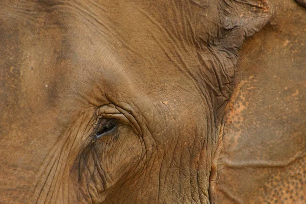 Asiatischer Elefant Thailand Chiang Mai — Stockfoto