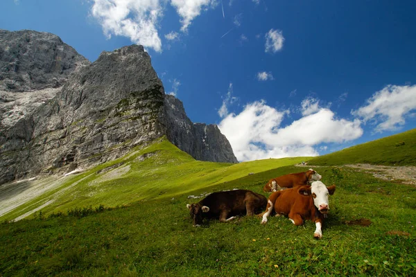 Vacas Uma Pastagem Montesa Nas Montanhas Karwendel — Fotografia de Stock