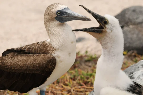 Pieza Pollo Pie Azul Para Comer Registrado Galápagos — Foto de Stock