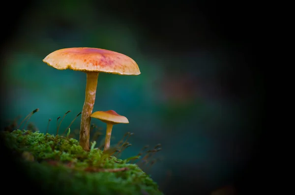 在森林中种植蘑菇 自然背景 — 图库照片