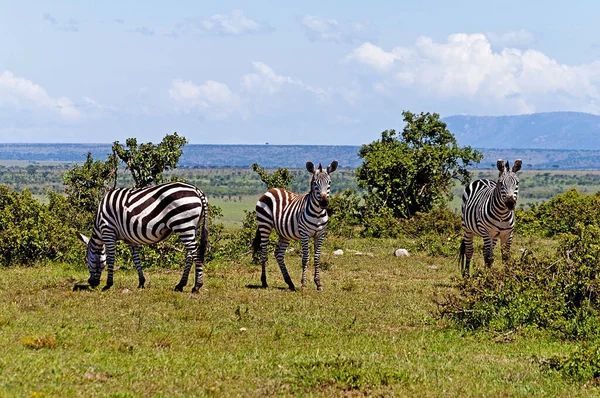 Zwart Wit Zebra Dieren Flora Fauna — Stockfoto