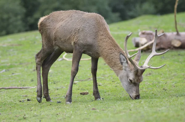 Ciervos Animales Salvajes Fauna — Foto de Stock