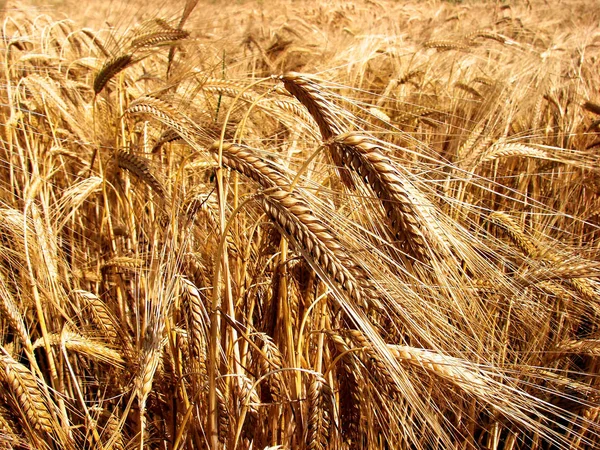 Korn Spannmål För Jordbruket — Stockfoto