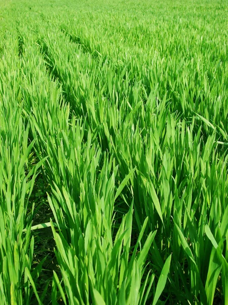 Зростаюче Пшеничне Поле Навесні — стокове фото