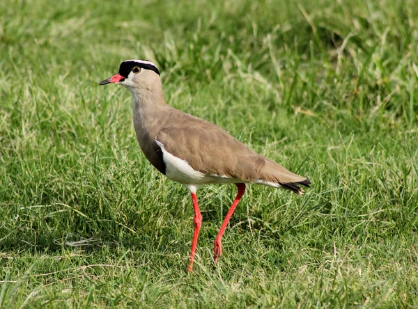 Bright Eyed Crowned Plover Lapwing Bird Grass — Stock fotografie