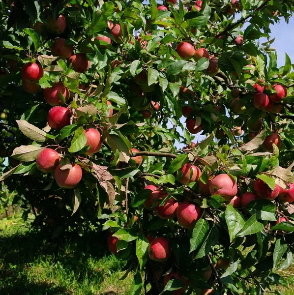 Яблуко Дереві Яблуко Дереві 148 — стокове фото