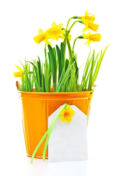 Горщик Нарцисової Квітки Порожньою Вітальною Листівкою Свіжа Весняна Рослина Подарунок — стокове фото