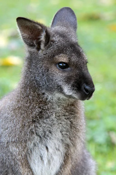 Kangoeroe Dier Australisch Zoogdier — Stockfoto