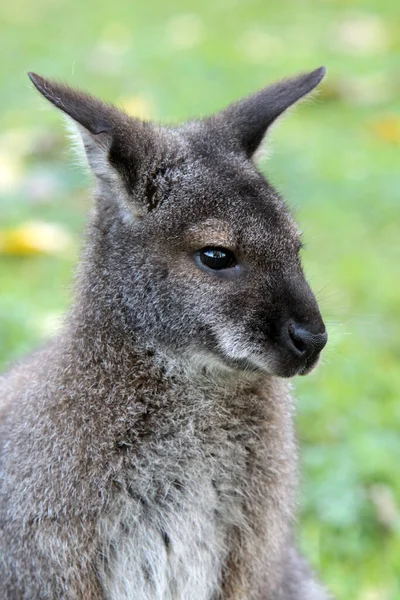 Bonito Canguru Animal Mamífero Australiano — Fotografia de Stock