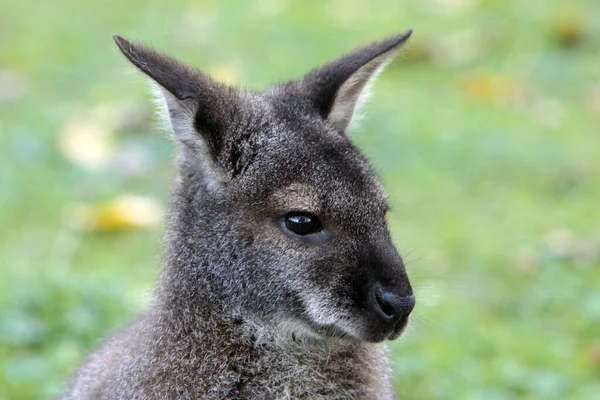 Schattig Kangoeroe Dier Australisch Zoogdier — Stockfoto