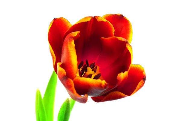 Tulipe Gros Plan Fleur Sur Fond Blanc — Photo