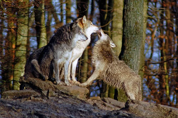 자연계의 늑대의 — 스톡 사진