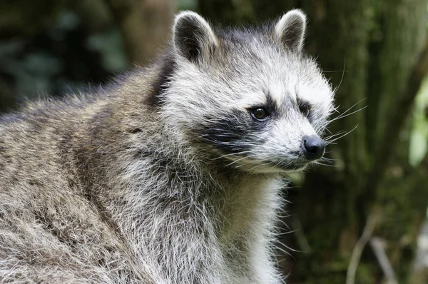 Mapache Animal Fauna Mamífero Familia Procyonid — Foto de Stock