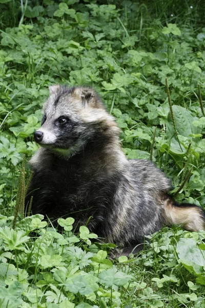 Marten Dog Enok Nyctereutes Procyonoides — Stok Foto