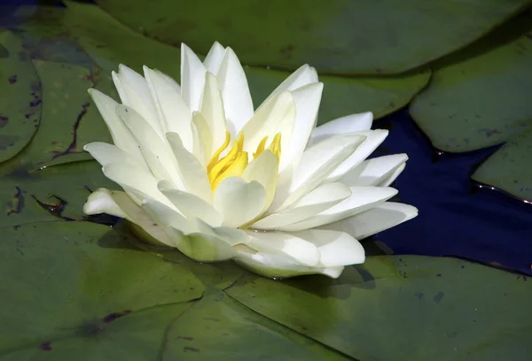 Closeup View Beautiful Water Lily — Stock Photo, Image