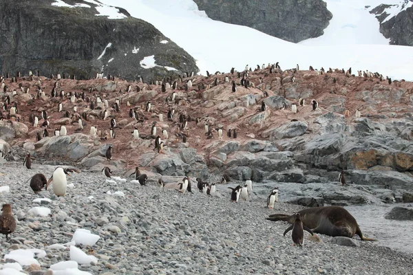 Lobos Marinos Acuáticos Antártida — Foto de Stock