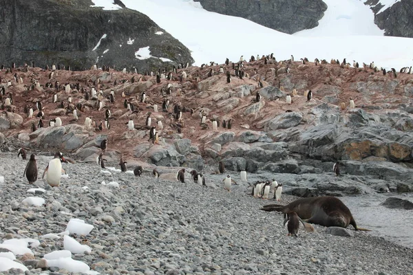 Pinguini Gentoo Antartide — Foto Stock