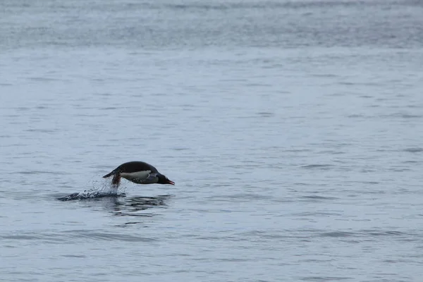 Gentoo Pingvinek Antarktiszon — Stock Fotó