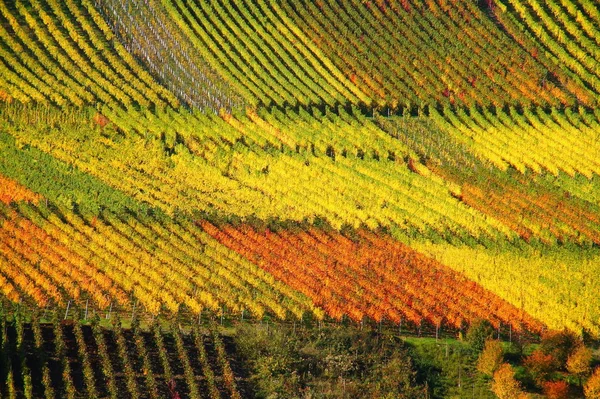 Weinberg Auf Dem Land — Stockfoto