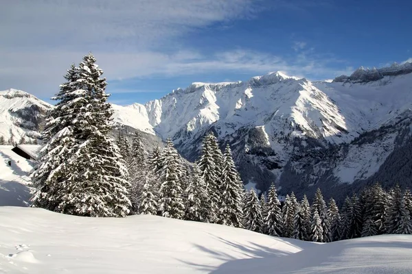 Vinterlandskap Elm — Stockfoto