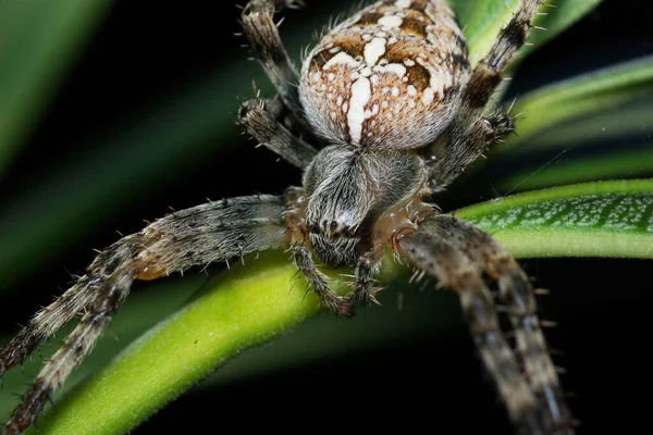 Αράχνη Ζώο Τρομακτικό Έντομο — Φωτογραφία Αρχείου