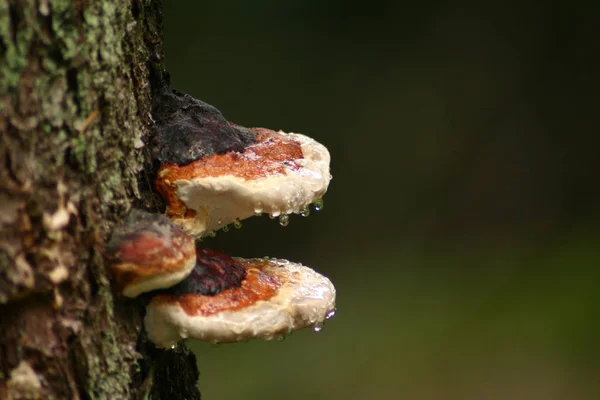 Champignons Saison Plante Champignon — Photo