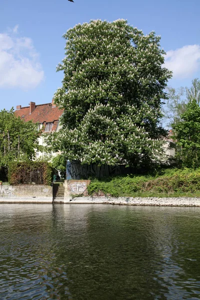 Flowering Chestnut Bank Havel — Stock Photo, Image