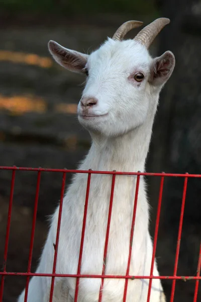 Zwierzęta Gospodarskie Pastwiskach — Zdjęcie stockowe