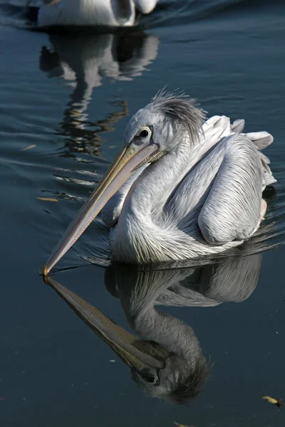 Scenic View Pelican Bird Wild Life — Stock Photo, Image