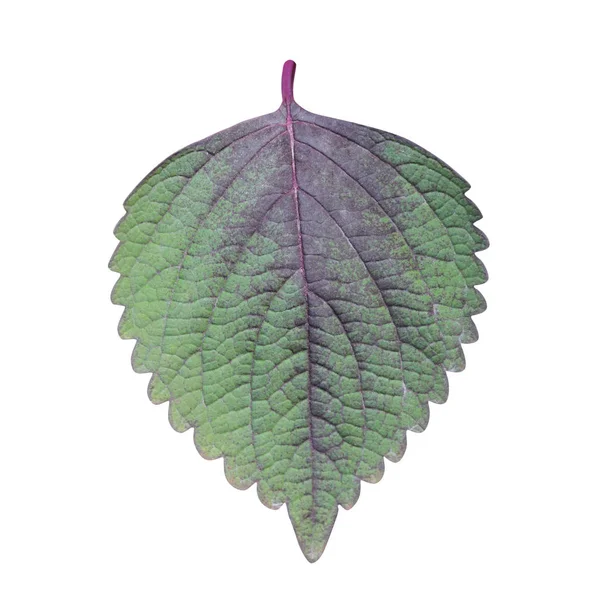 Перилла Шисо Leaf Изолирована Белом Включая Тропу Шисо Теперь Распространенное — стоковое фото