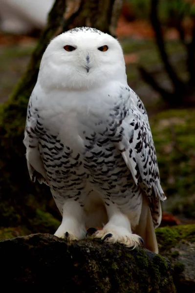 Búho Nieve Pájaro Plumas Ave Blanca — Foto de Stock