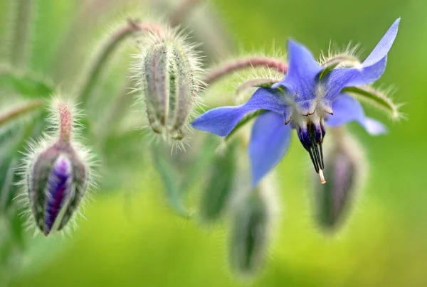 Bellissimi Fiori Sfondo Concetto Floreale — Foto Stock