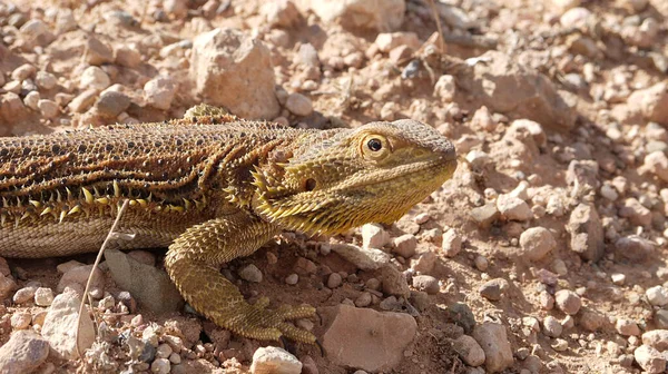 Bartagam Parte Trasera Australiana — Foto de Stock