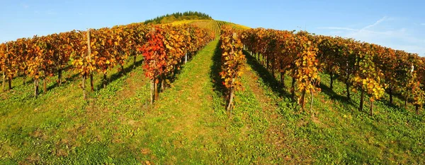 Vinha Uvas Plantação Rural — Fotografia de Stock