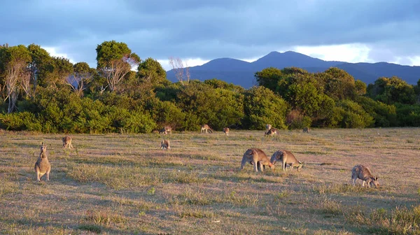 Canguro Fauna Australiana —  Fotos de Stock