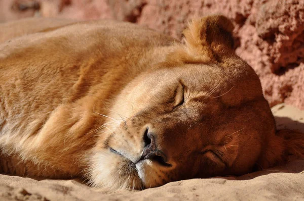 Roofdier Leeuwenkattenjager — Stockfoto