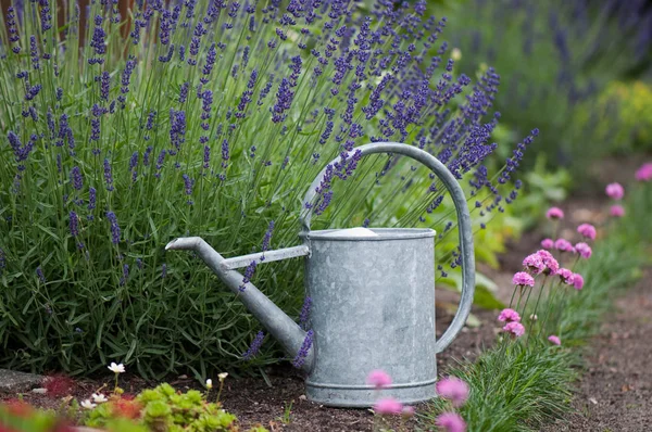 Schöne Botanische Aufnahme Natürliche Tapete — Stockfoto