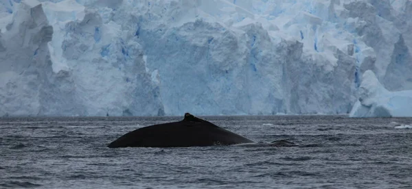 Humpback Whales Antarctica Stock Image