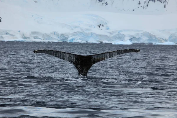 南極のザトウクジラは ストックフォト