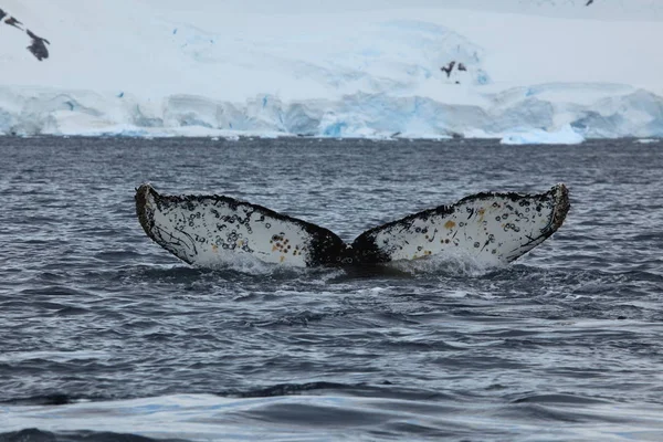 Ballenas Jorobadas Antártico Imagen De Stock