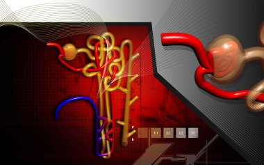 Digital illustration of  nephron   in  colour background	 clipart