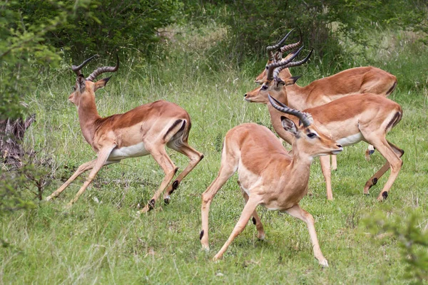 Impala动物照片 大自然中的野生动物 — 图库照片