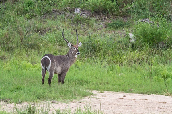 Waterbuck Grande Antilope Animale Fauna Naturale — Foto Stock