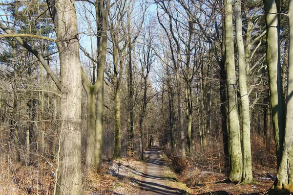 Droit Chemin Travers Une Forêt Feuillus Nue Hiver — Photo