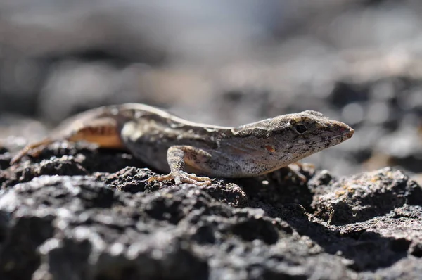 Exotisk Vildödla Reptildjur — Stockfoto