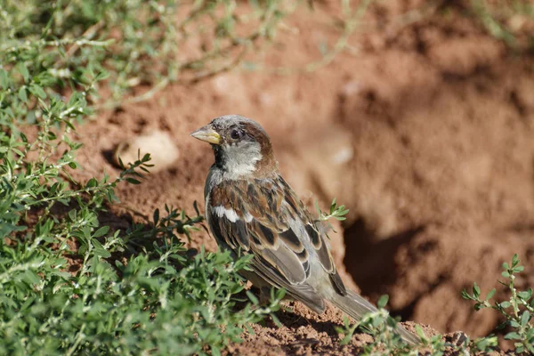 Haussperling Paser Domesticus — Stockfoto