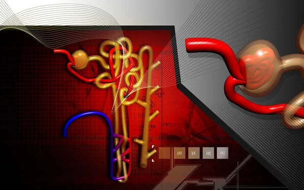 Digital Illustration Nephron Colour Background — Stock Photo, Image