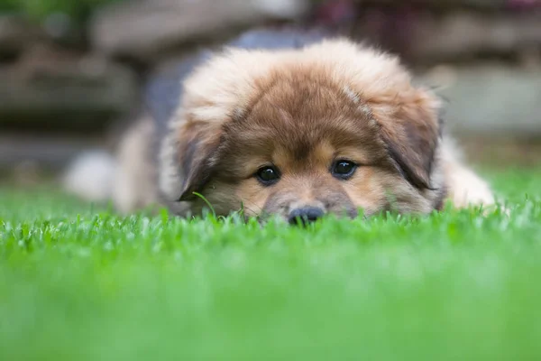 Elo Puppy Lies Meadow — Stock Photo, Image