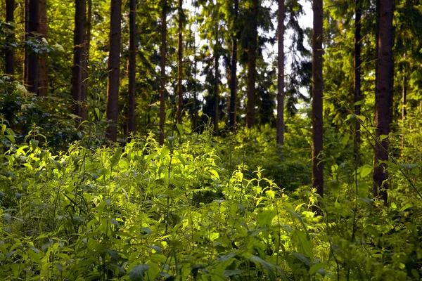 Barrskog Med Ormbunksväxter Grönt Gräs — Stockfoto